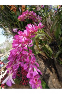 DSCN6627