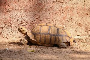 GOI 1094